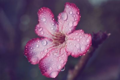 Close-up of pink flower