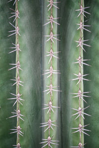 Close-up of cactus