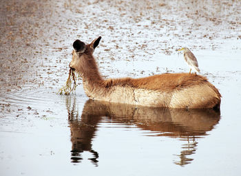Side view of a dog in water