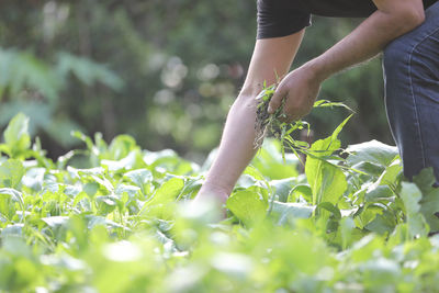 Low section of man holding plant