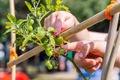 Close-up of person holding plant