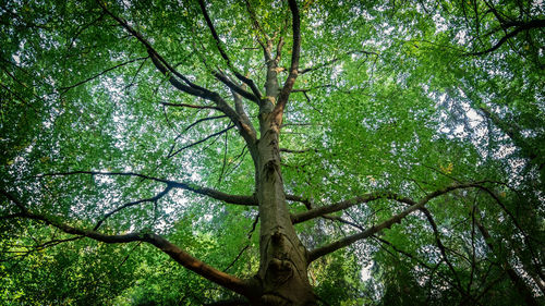 Low angle view of trees in forest against sky