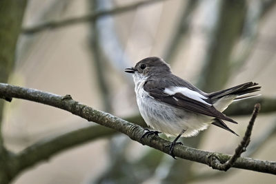 Close-up of bird perching on branch