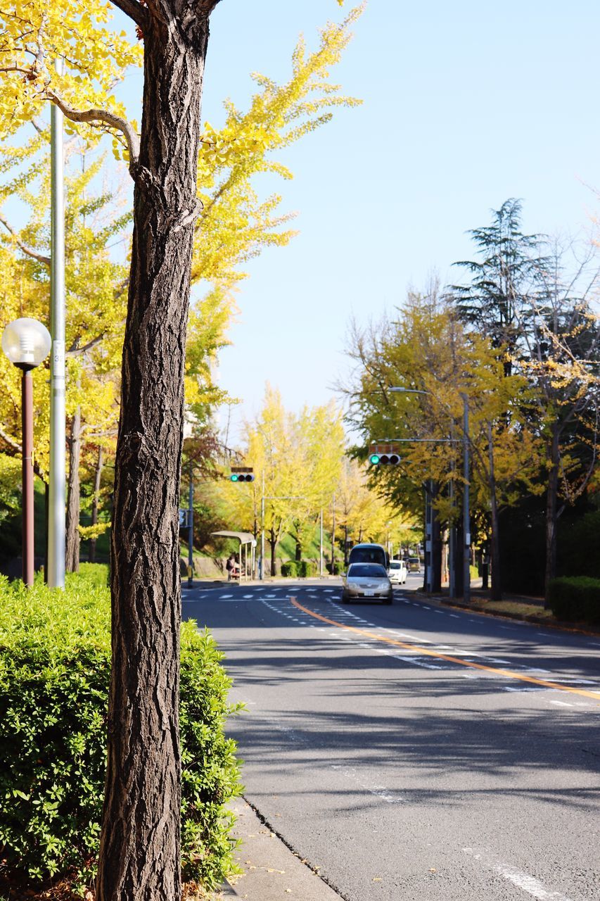 tree, plant, transportation, road, mode of transportation, tree trunk, nature, trunk, car, motor vehicle, land vehicle, sky, street, day, sunlight, city, no people, growth, outdoors, sign, treelined