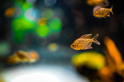 Close-up of fish swimming in pond