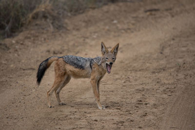 Fox standing on field