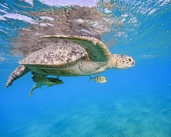 animal wildlife