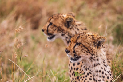 Two cheetah cubs on field