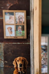 Portrait of a dog at home