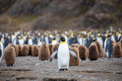 Penguins perching on land