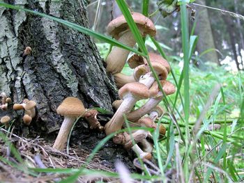 Close-up of mushrooms growing on tree trunk in forest