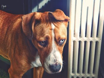 Pit bull terrier by cabinet at home