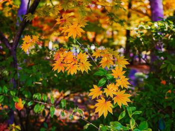 Close-up of yellow flowering plants