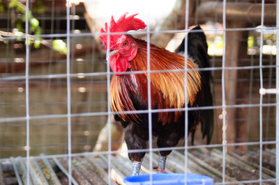 Close-up of rooster in cage