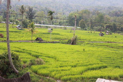 Scenic view of agricultural field