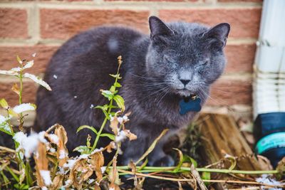 Close-up of cat with eyes closed sitting by wall