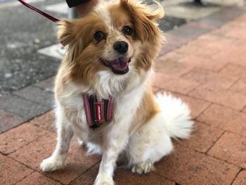 Portrait of dog on footpath