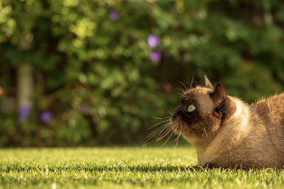 Cat in a field