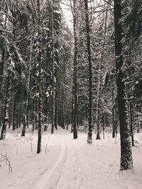 Trees in snow covered forest
