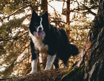Close-up portrait of dog against trees