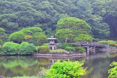 Arch bridge over river in forest