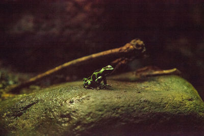 Close-up of insect on rock