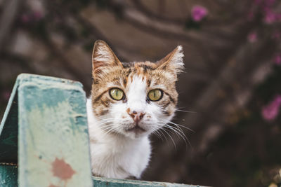 Close-up portrait of a cat