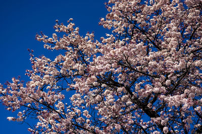 Low angle view of cherry blossom tree against blue sky