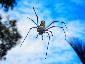 Close-up of spider