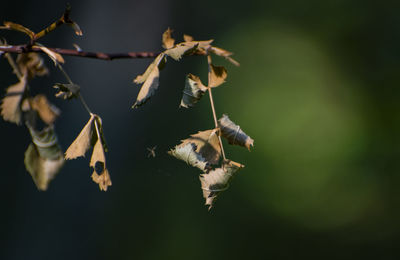 Close-up of leaves on plant