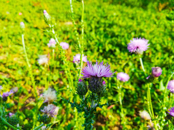 Close-up of purple flowering plant on field