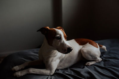 Dog lying down on bed at home