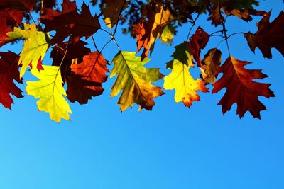 Low angle view of maple leaves against blue sky