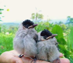 Close-up of a hand holding a bird