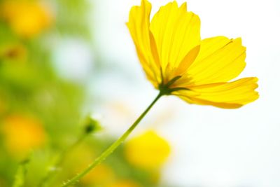 Close-up of yellow flowering plant