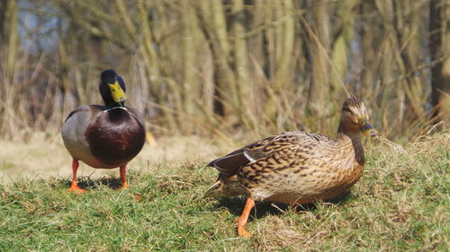 Close-up of mallard duck on grassy field