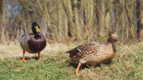 Close-up of bird on grass