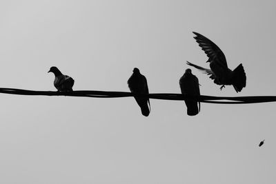 Low angle view of silhouette birds perching against clear sky