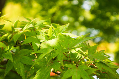 Close-up of green leaves growing on plant