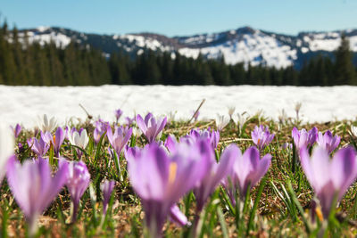 Close-up of purple crocus flowers on field