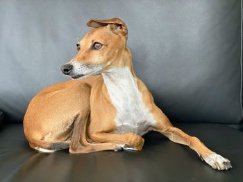 Dog sitting on wall