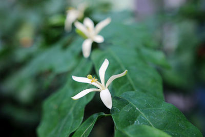 Close-up of white flowering plant