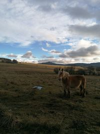 Horses in a field