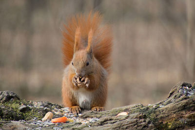 Close-up of squirrel on rock