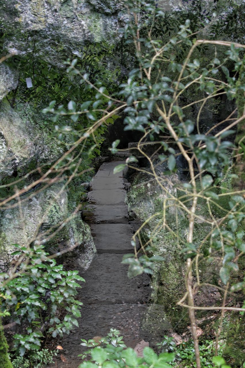 HIGH ANGLE VIEW OF PLANTS GROWING ON FOOTPATH