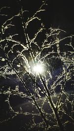 Low angle view of illuminated plants against sky