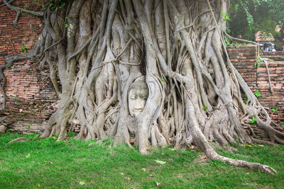 View of tree roots