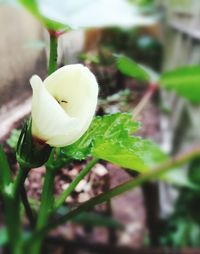 Close-up of white flowering plant