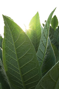 Close-up of fresh green leaf