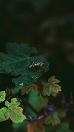 Close-up of insect on leaves